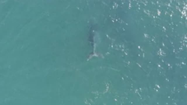 EAST CAPE BCS MEXICO-2019: Purple Shark Swimming In The Ocean Without Fish