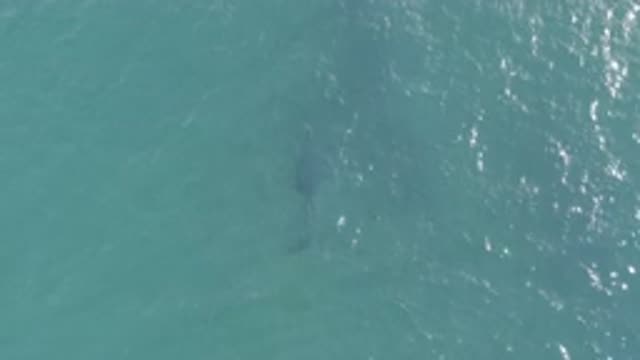 EAST CAPE BCS MEXICO-2019: A Barely Visible Fish Under the Water During the Day