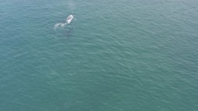 EAST CAPE BCS MEXICO-2019: A Whale Swims In The Ocean