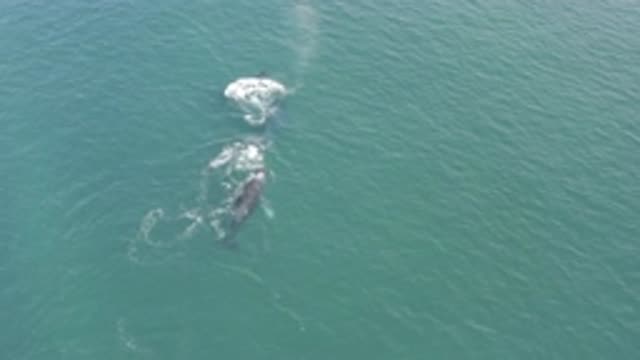 EAST CAPE BCS MEXICO-2019: Three Grey Whales Swimming In Water On A Clear Day