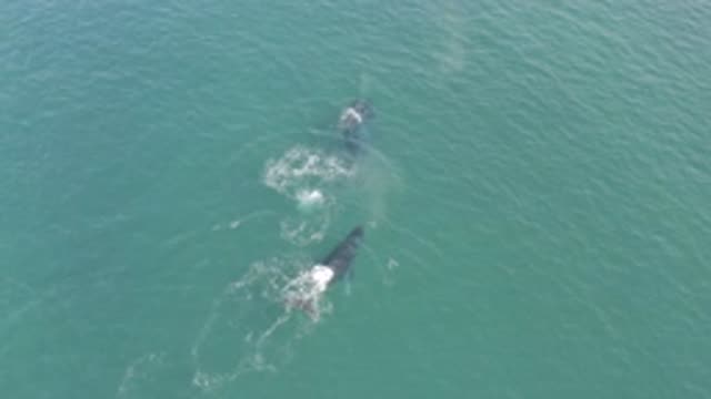 EAST CAPE BCS MEXICO-2019: Overhead View Of A Pair Of Whales Swimming In Water