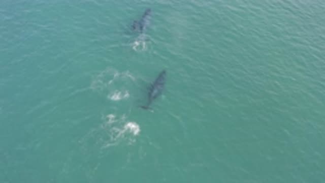 EAST CAPE BCS MEXICO-2019: Aerial View Of Sea With Huge Fishes
