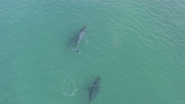 EAST CAPE BCS MEXICO-2019: Water Ripples By A Pair Of Large Fish Floating Near