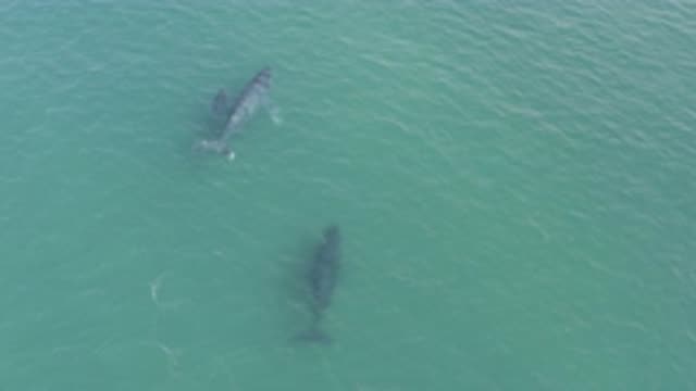 EAST CAPE BCS MEXICO-2019: Three Whales Are Seen Two Large Whales And One Calf