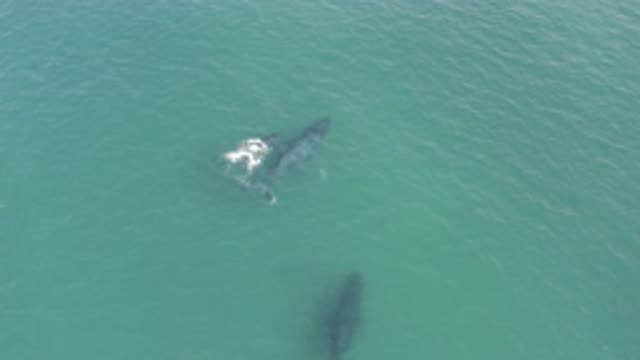 EAST CAPE BCS MEXICO-2019: Two Whales Swimming In Caribbean Ocean