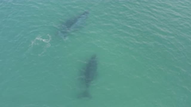 EAST CAPE BCS MEXICO-2019: Two Large Whales Swim Near The Surface Of Calm Blue Waters