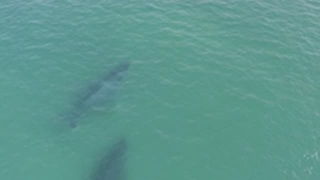 EAST CAPE BCS MEXICO-2019: A Couple Of Whales Swimming Together In The Ocean