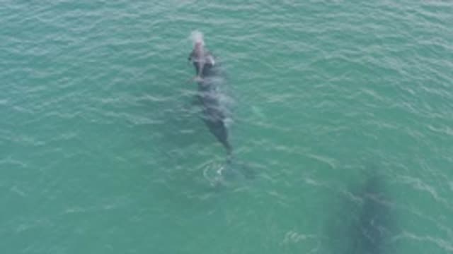EAST CAPE BCS MEXICO-2019: Whale And Calf Swimming At Surface Of Open Ocean