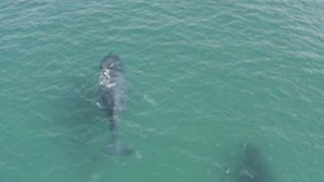 EAST CAPE BCS MEXICO-2019: A Wild Animal In The Ocean Swimming Slowly As Camera Shifts