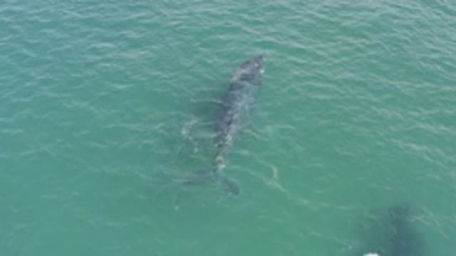 EAST CAPE BCS MEXICO-2019: View Of Grey Baby Whale Swimming With Mother On A