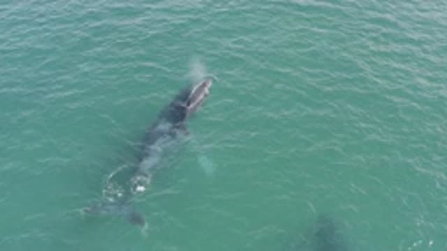EAST CAPE BCS MEXICO-2019: Dolphin and Whale Swimming in Blue Ocean