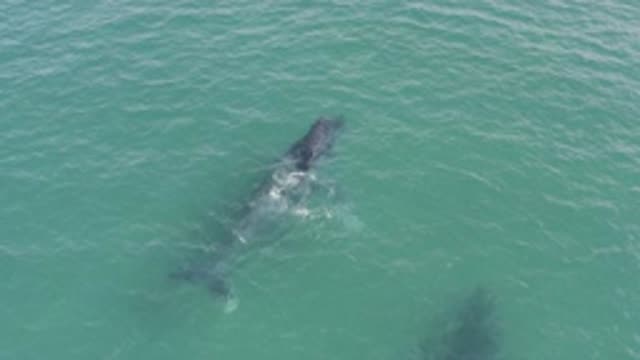 EAST CAPE BCS MEXICO-2019: Sharks Are Swimming In The Clear Water Of The Sea In