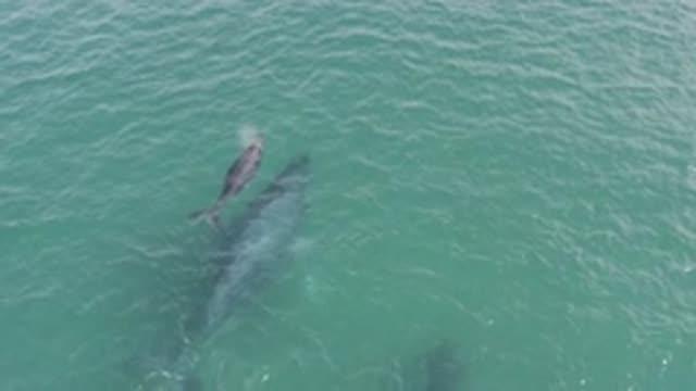 EAST CAPE BCS MEXICO-2019: Whale And Its Calf Swimming In The Ocean
