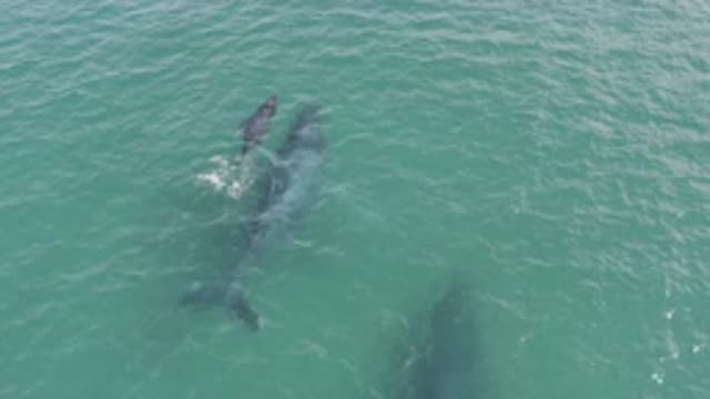 EAST CAPE BCS MEXICO-2019: A Family Of Blue Whales Swimming In The Ocean With