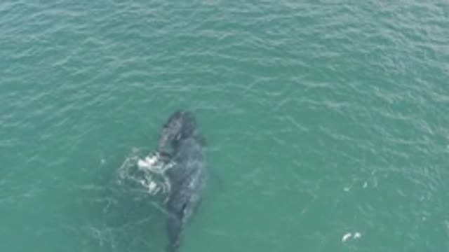 EAST CAPE BCS MEXICO-2019: Amazing Images Of A Shark Fighting A Whale In The