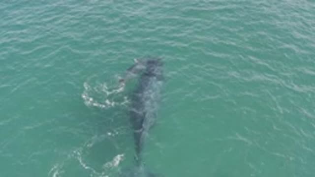 EAST CAPE BCS MEXICO-2019: A Whale Swimming Alongside Its Calf in the Sea