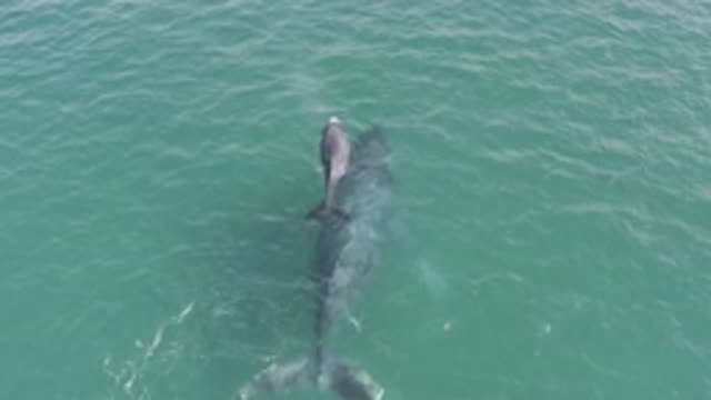 EAST CAPE BCS MEXICO-2019: Baby and Mama Whale Bond in the Vast Blue Ocean