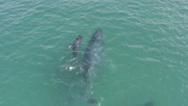 EAST CAPE BCS MEXICO-2019: Above View Of A Whale And A Calf Swimming Together In