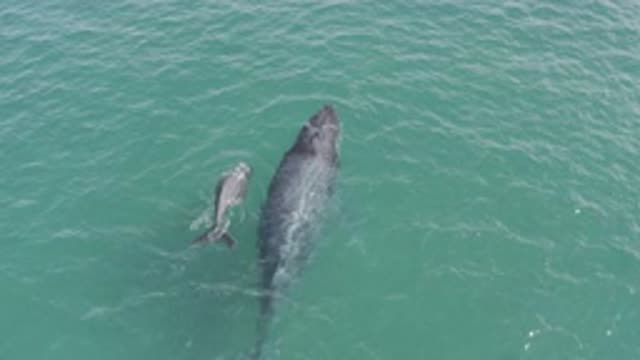 EAST CAPE BCS MEXICO-2019: A Large Whale And Small Whale Swimming In A Large