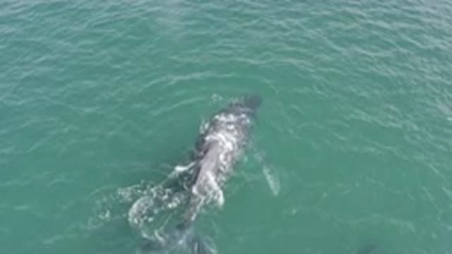 EAST CAPE BCS MEXICO-2019: Whales Diving And Submerging Into The Ocean And