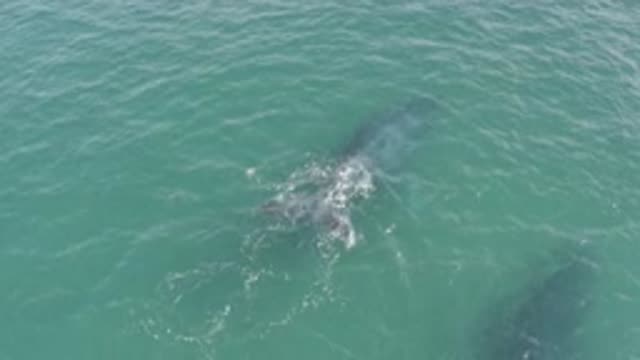 EAST CAPE BCS MEXICO-2019: Whale In The Sea