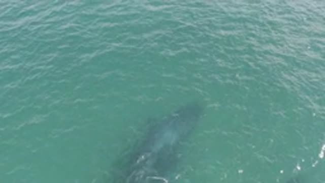 EAST CAPE BCS MEXICO-2019: Two Dolphins Are Swimming Slowly Under Water Next To