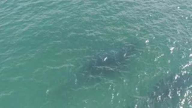 EAST CAPE BCS MEXICO-2019: A Recording Of A Big Fish Swimming At The Middle