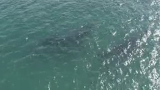 EAST CAPE BCS MEXICO-2019: Sea Recorded From Above With Big Animals Under The