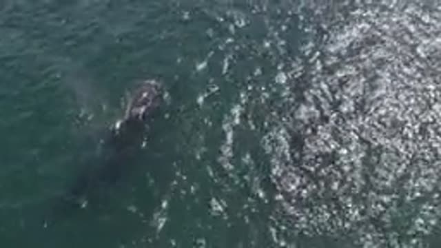 EAST CAPE BCS MEXICO-2019: Whale Surfaces From Bluewater To Exhale Through Blowhole
