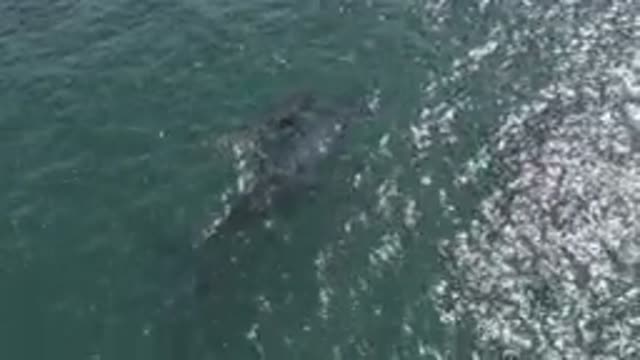 EAST CAPE BCS MEXICO-2019: Whale Swing In The Ocean With Son