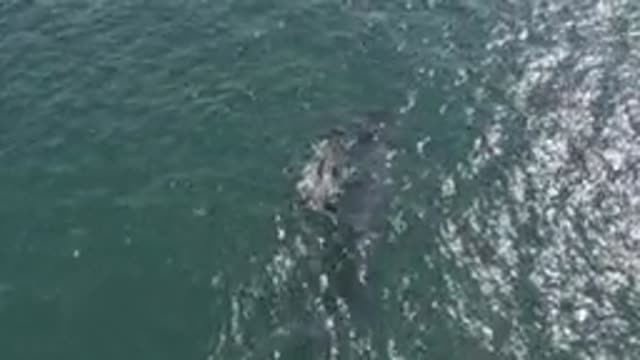 EAST CAPE BCS MEXICO-2019: Swimming Whales Are Awesome To Watch