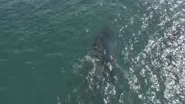 EAST CAPE BCS MEXICO-2019: View From Above Of A Whale Swimming In The Water With