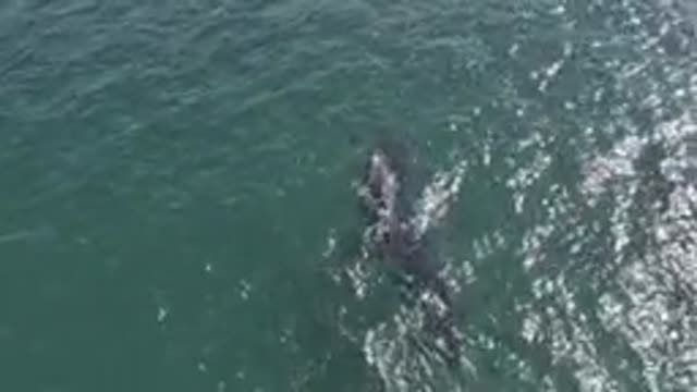 EAST CAPE BCS MEXICO-2019: A Wild Animal Is Filmed Swimming Peacefully In The