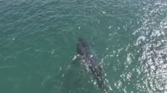 EAST CAPE BCS MEXICO-2019: Two Grey Whales Swimming In Blue-Green Water On A