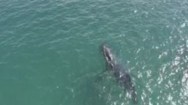 EAST CAPE BCS MEXICO-2019: A Whale In Its Natural Environment The Sea
