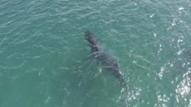 EAST CAPE BCS MEXICO-2019: View Of Baby Whale Swimming With Mother On A Clear