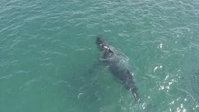 EAST CAPE BCS MEXICO-2019: Small Shark Swimming Freely In The Sea