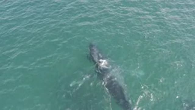 EAST CAPE BCS MEXICO-2019: Adult Whale Swimming With Infant Whale
