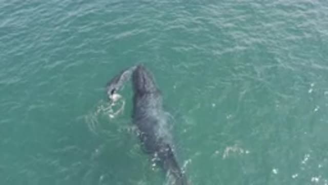 EAST CAPE BCS MEXICO-2019: View High Above Ocean Of Mother And Baby Whales At