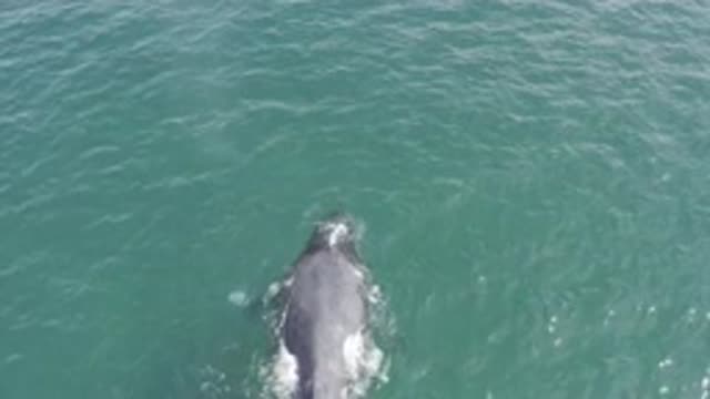 M01-20-1241-01-29-20-east-cape-bcs-mexico-DJI_0734_0005.mp4