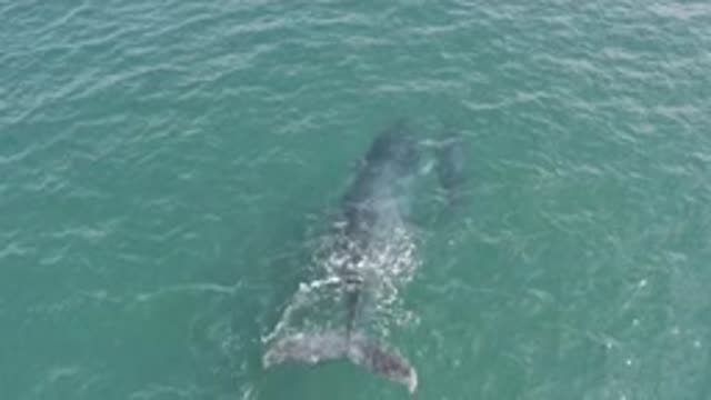 EAST CAPE BCS MEXICO-2019: Giant Gray Sea Animal Swimming Fast Beside His New
