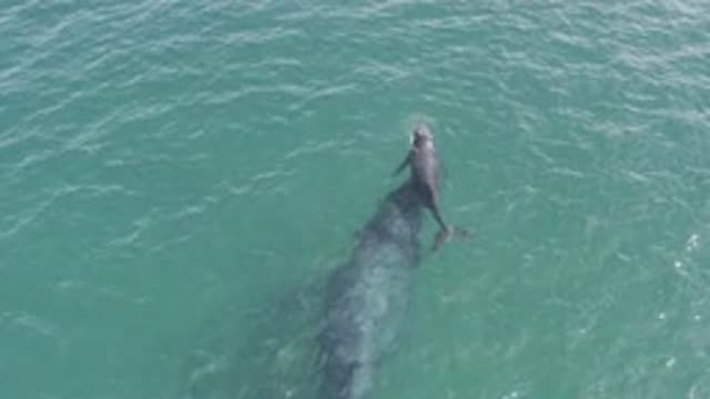 EAST CAPE BCS MEXICO-2019: Shark In The Sea