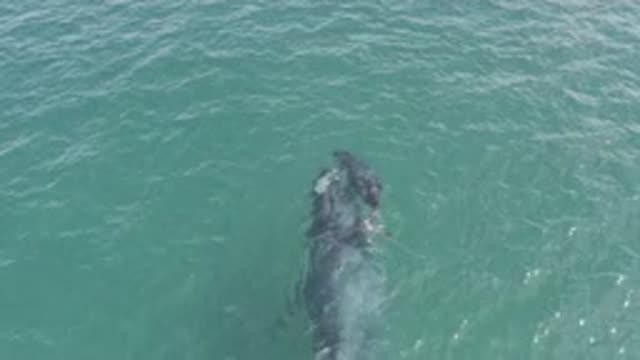 EAST CAPE BCS MEXICO-2019: View Of Baby Whale Swimming With Mother On A Clear