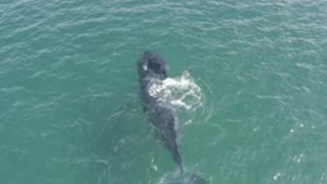 EAST CAPE BCS MEXICO-2019: A Whale Is Swimming In The Ocean Which Has A Very