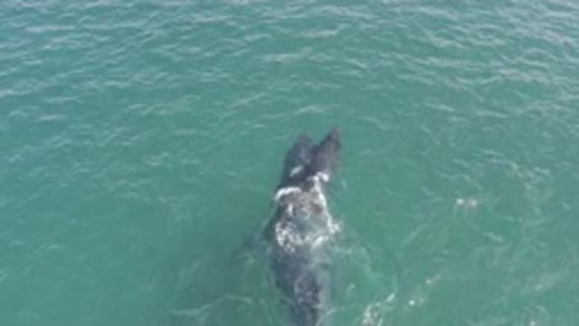 M01-20-1246-01-29-20-east-cape-bcs-mexico-DJI_0734_0010.mp4