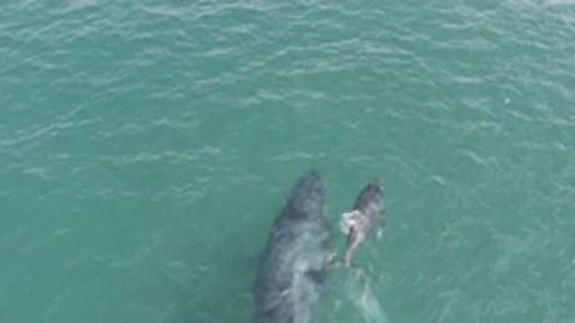 EAST CAPE BCS MEXICO-2019: Caught By Two Whales Swimming Close To The Surface In