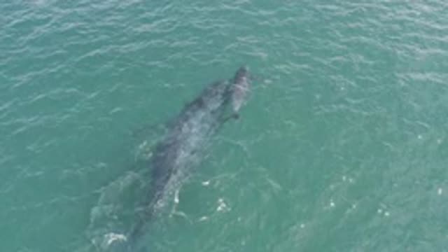 EAST CAPE BCS MEXICO-2019: View From High Above Ocean Mother And Baby Whale Swim
