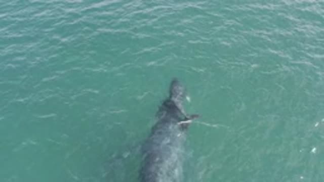 EAST CAPE BCS MEXICO-2019: Rare Footage Of A Whale And Her Baby Swimming Around