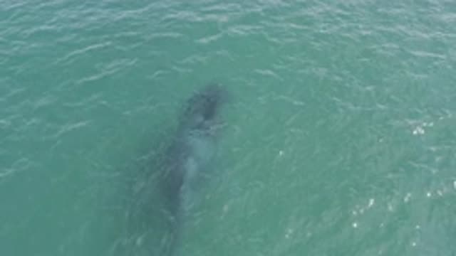 EAST CAPE BCS MEXICO-2019: Whale Is Seen Swimming On The Ocean Shore While Being Watched