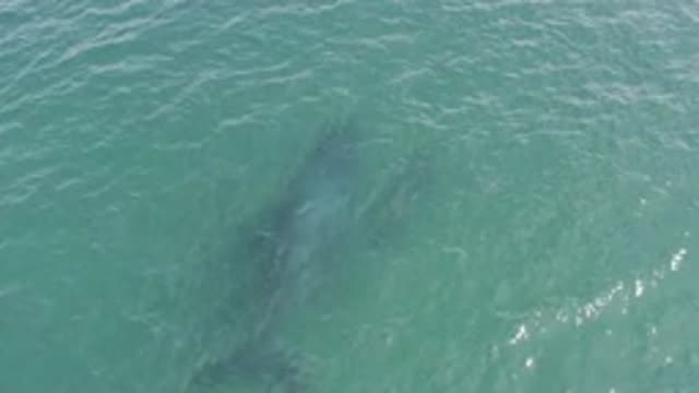 EAST CAPE BCS MEXICO-2019: Two Dolphins Slowly Swimming In Place In The Ocean In